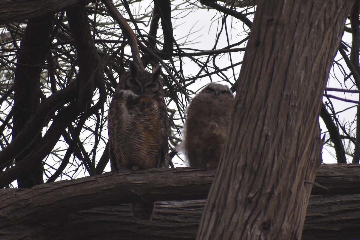 Great Horned Owl - ML161144431