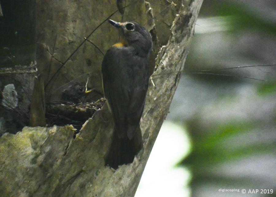 Javan Blue Flycatcher - ML161144521