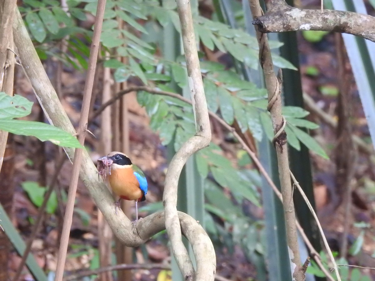 Blue-winged Pitta - ML161144591