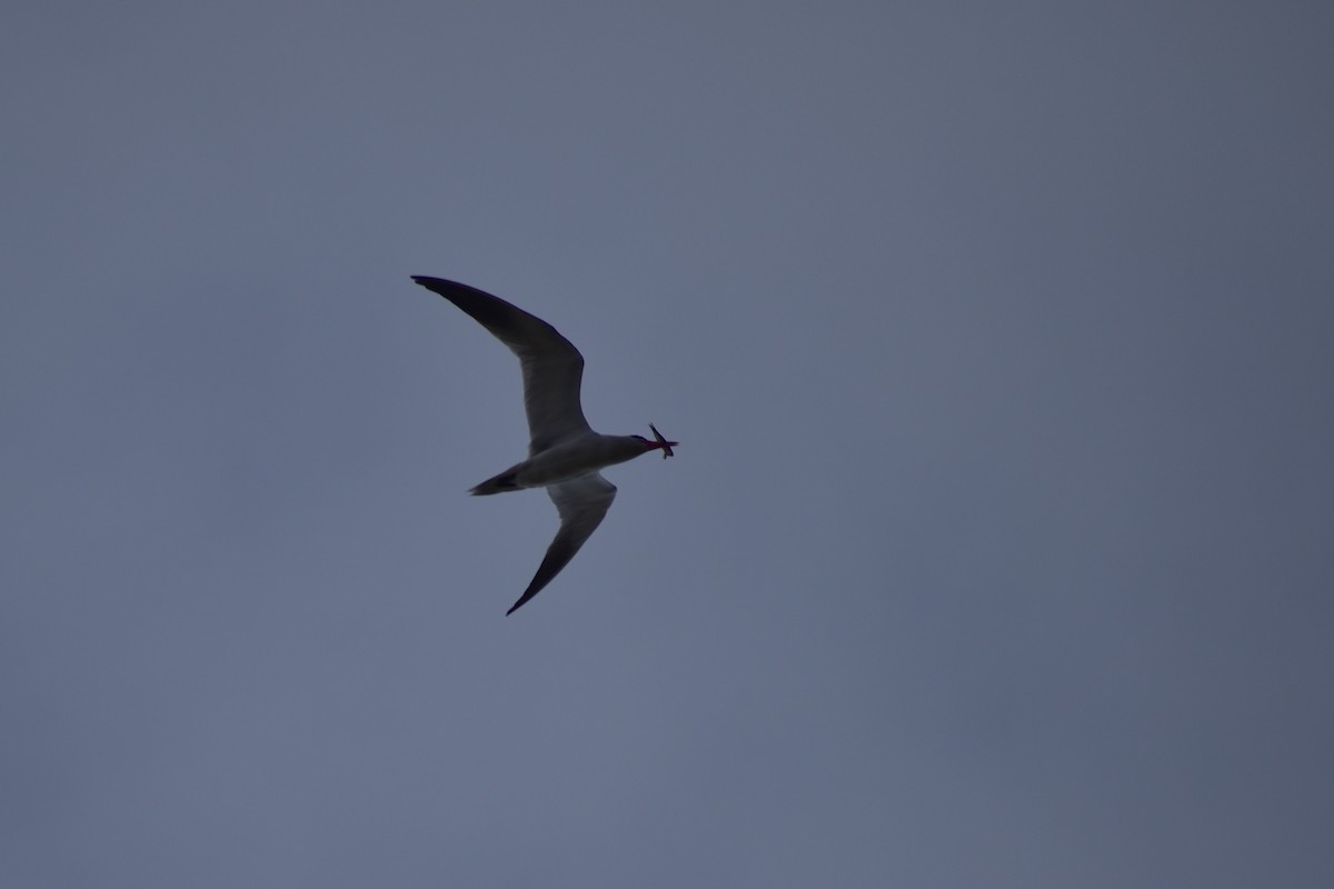 Caspian Tern - ML161144811