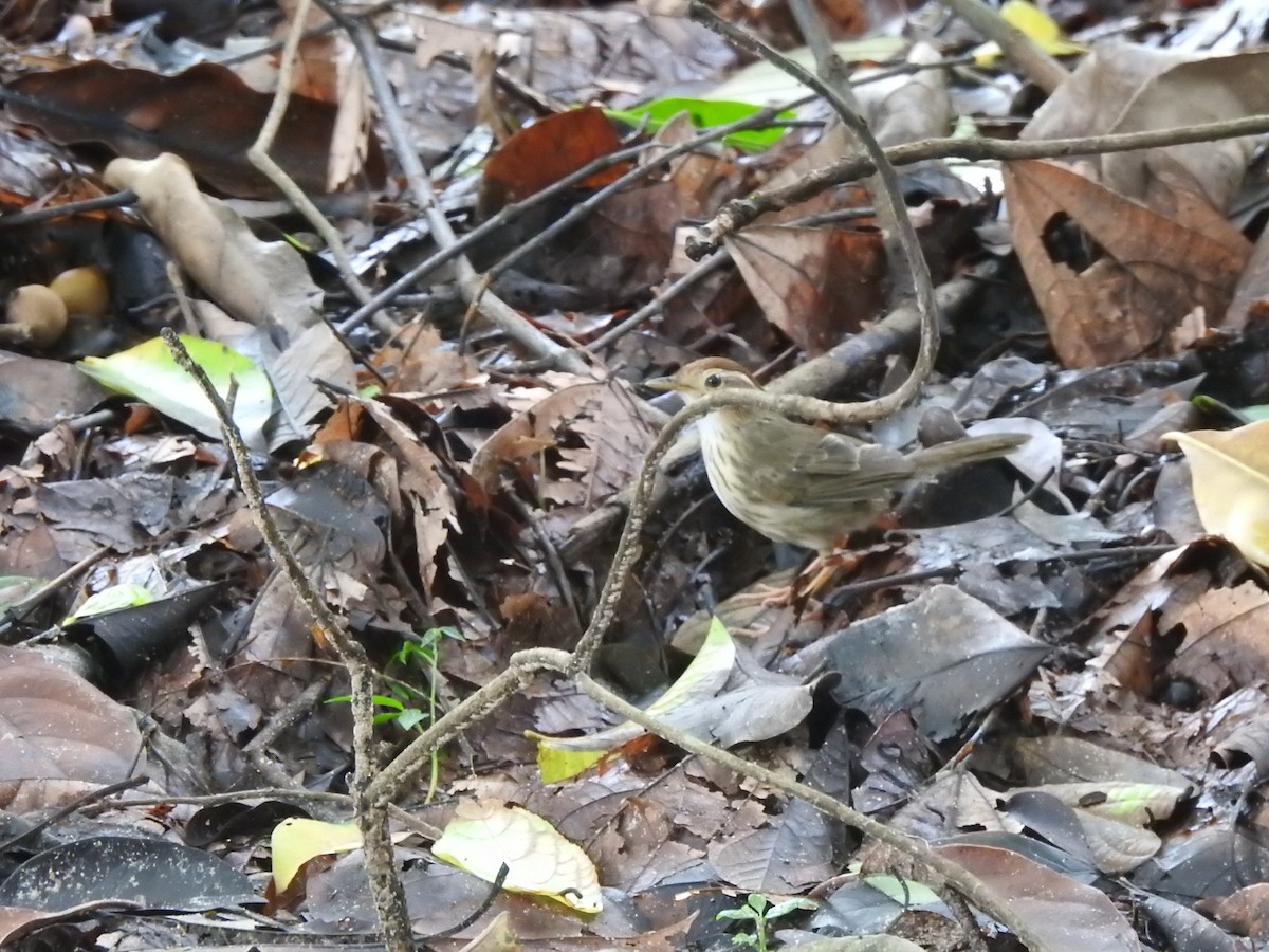 Puff-throated Babbler - ML161144911