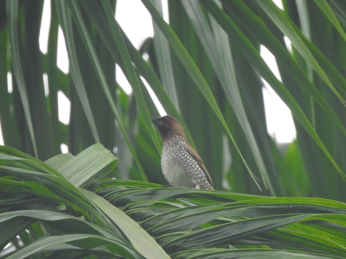 Scaly-breasted Munia - ML161145031