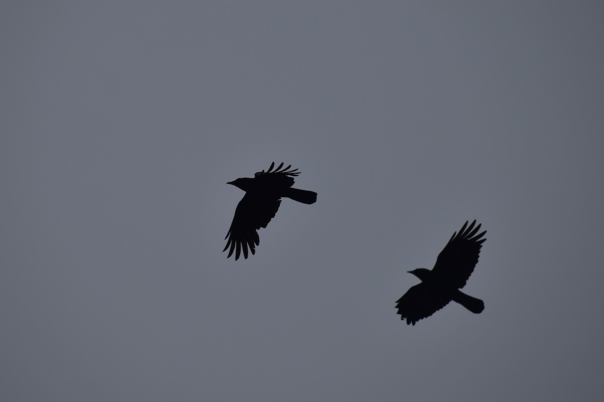 American Crow - ML161145201