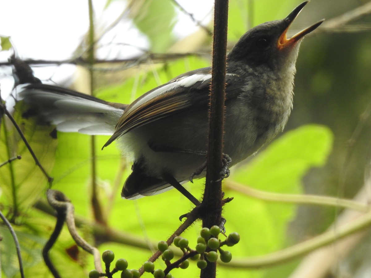 White-rumped Shama - ML161145331