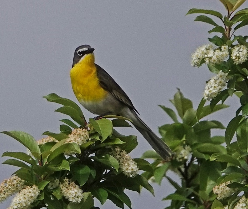 Yellow-breasted Chat - ML161145541