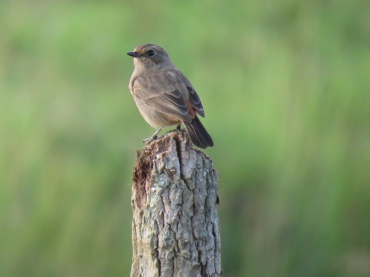 Pied Bushchat - ML161146431