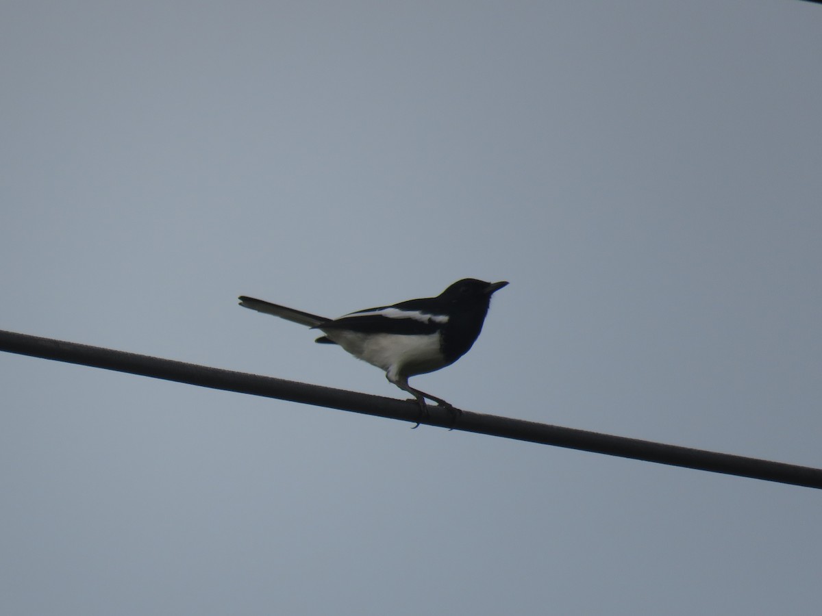 Oriental Magpie-Robin - ML161146621