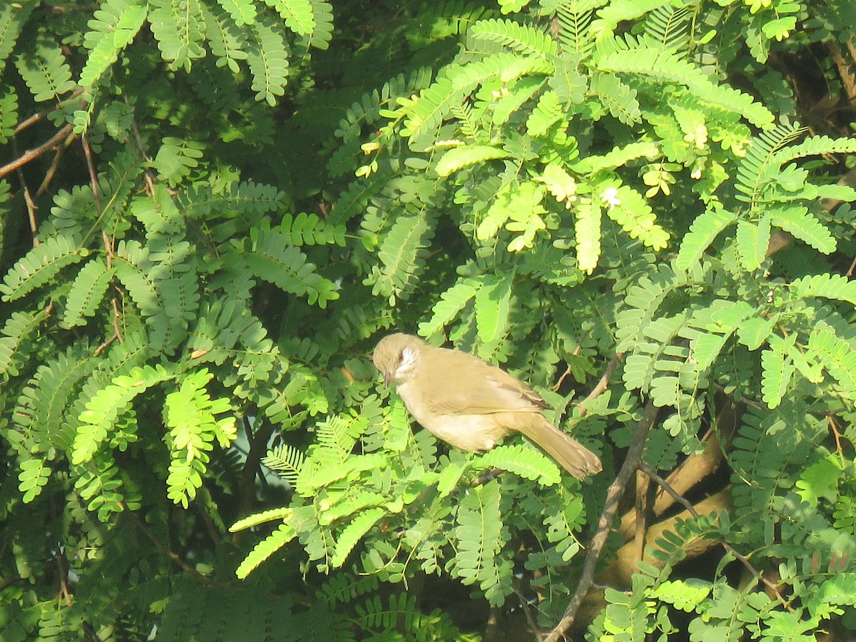 Bulbul de Blanford Occidental - ML161147351