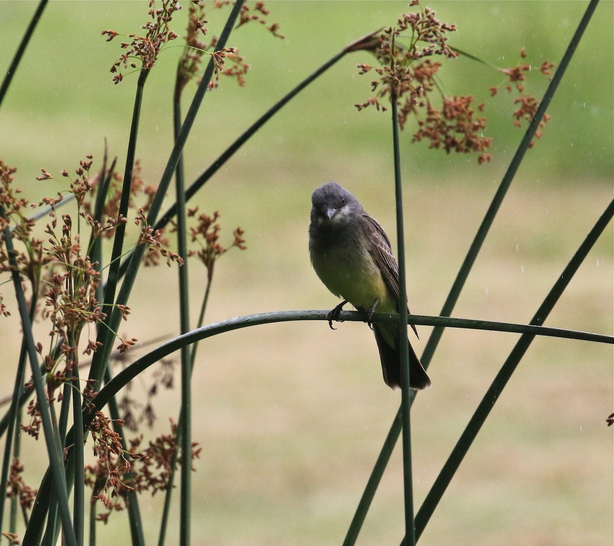 Cassin's Kingbird - ML161147961