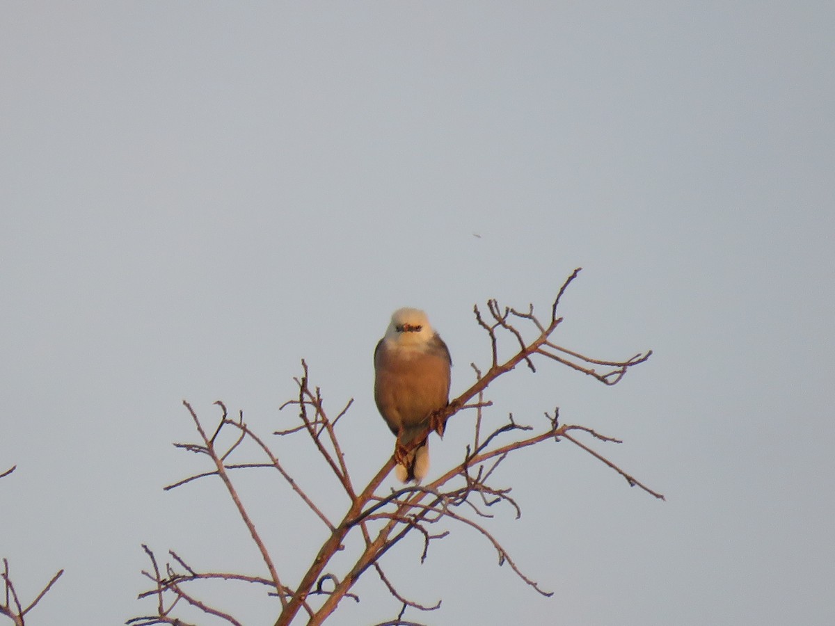 Burmese Myna - ML161148351