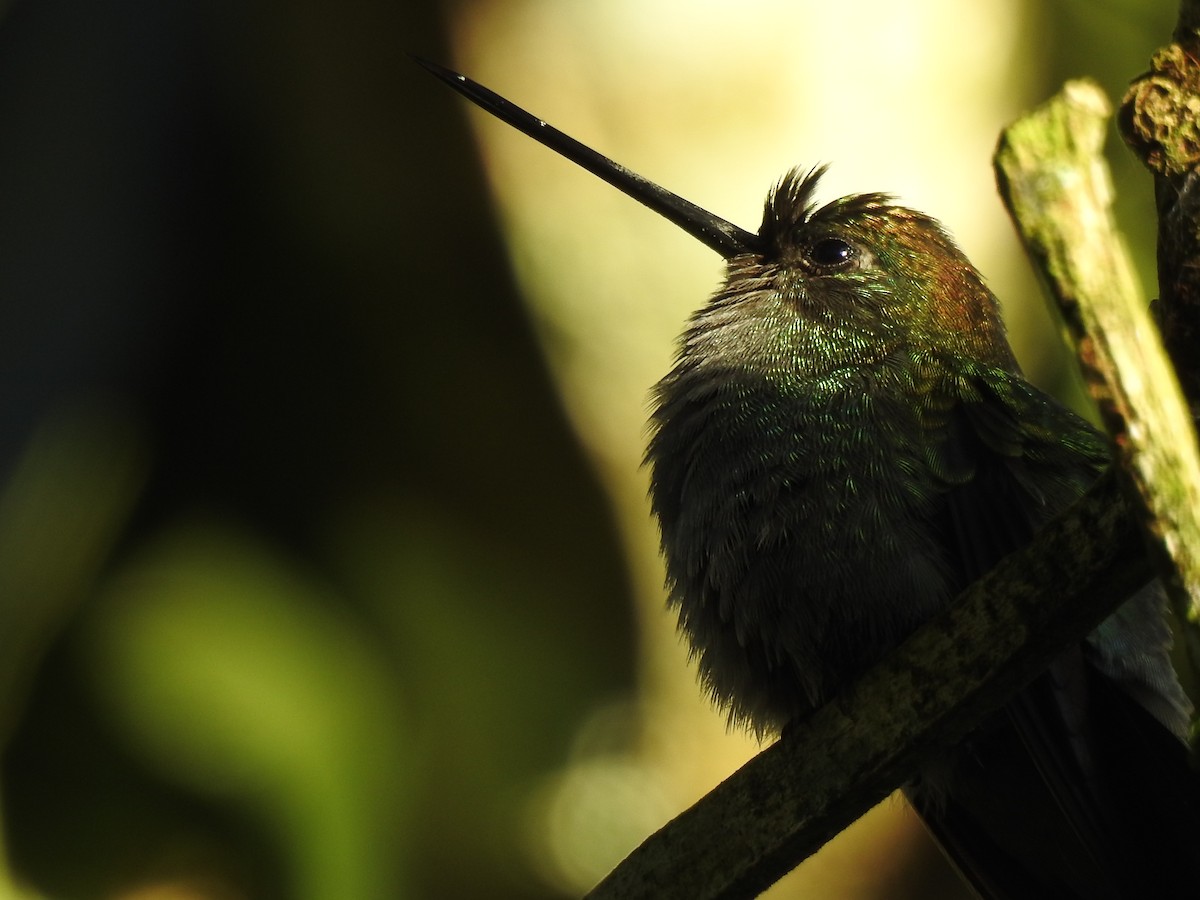 kolibřík zelenočelý - ML161148841