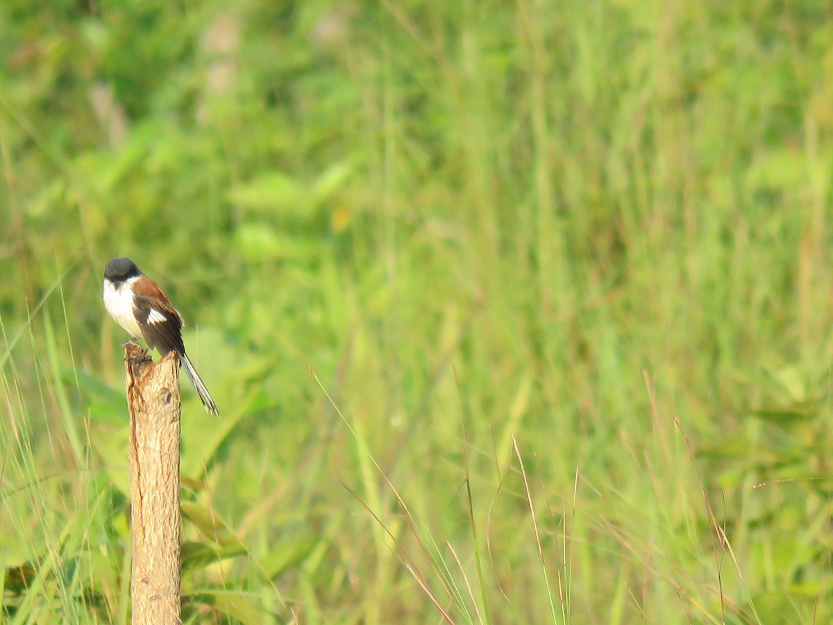 Burmese Shrike - ML161148851