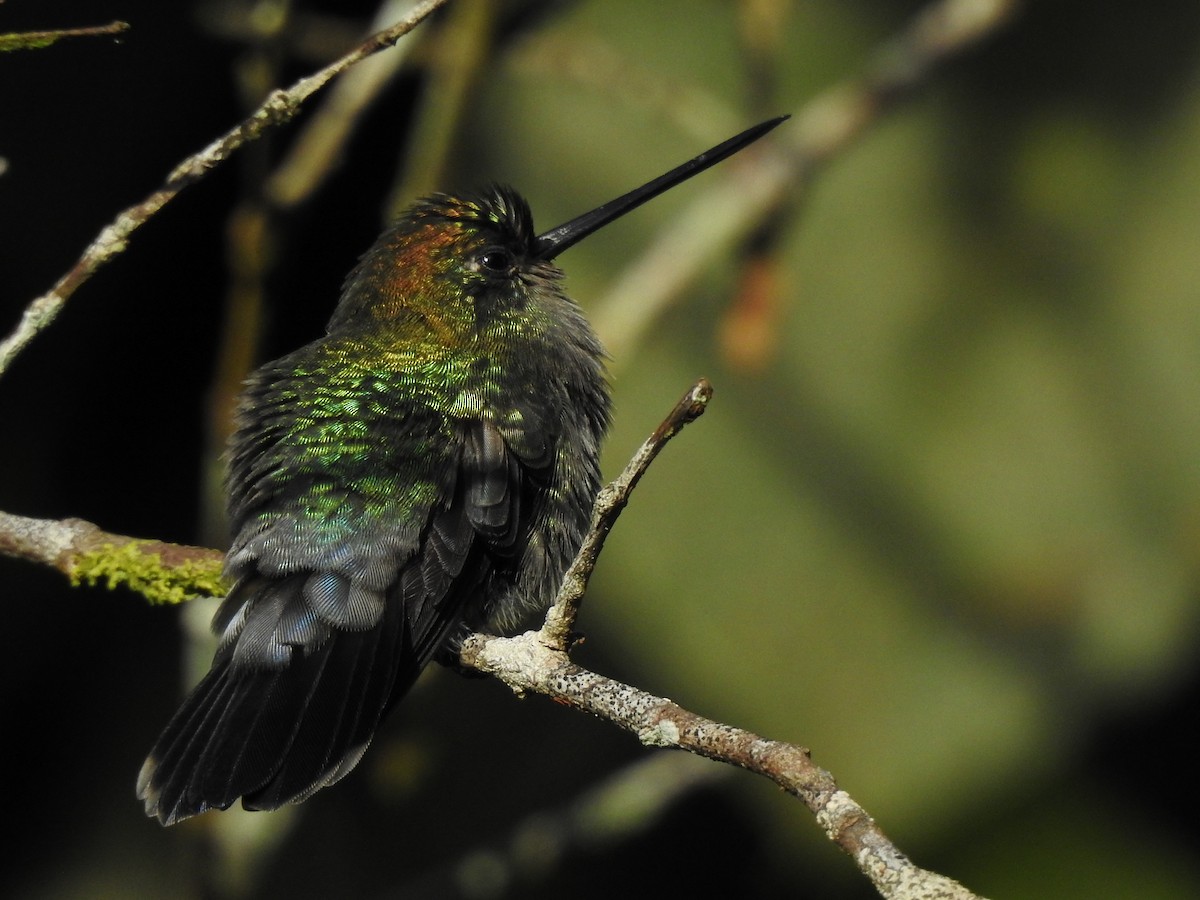 kolibřík zelenočelý - ML161148901