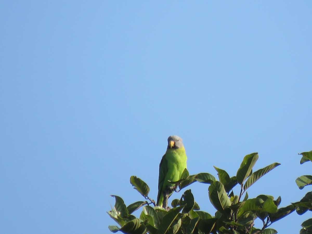 Blossom-headed Parakeet - ML161148981