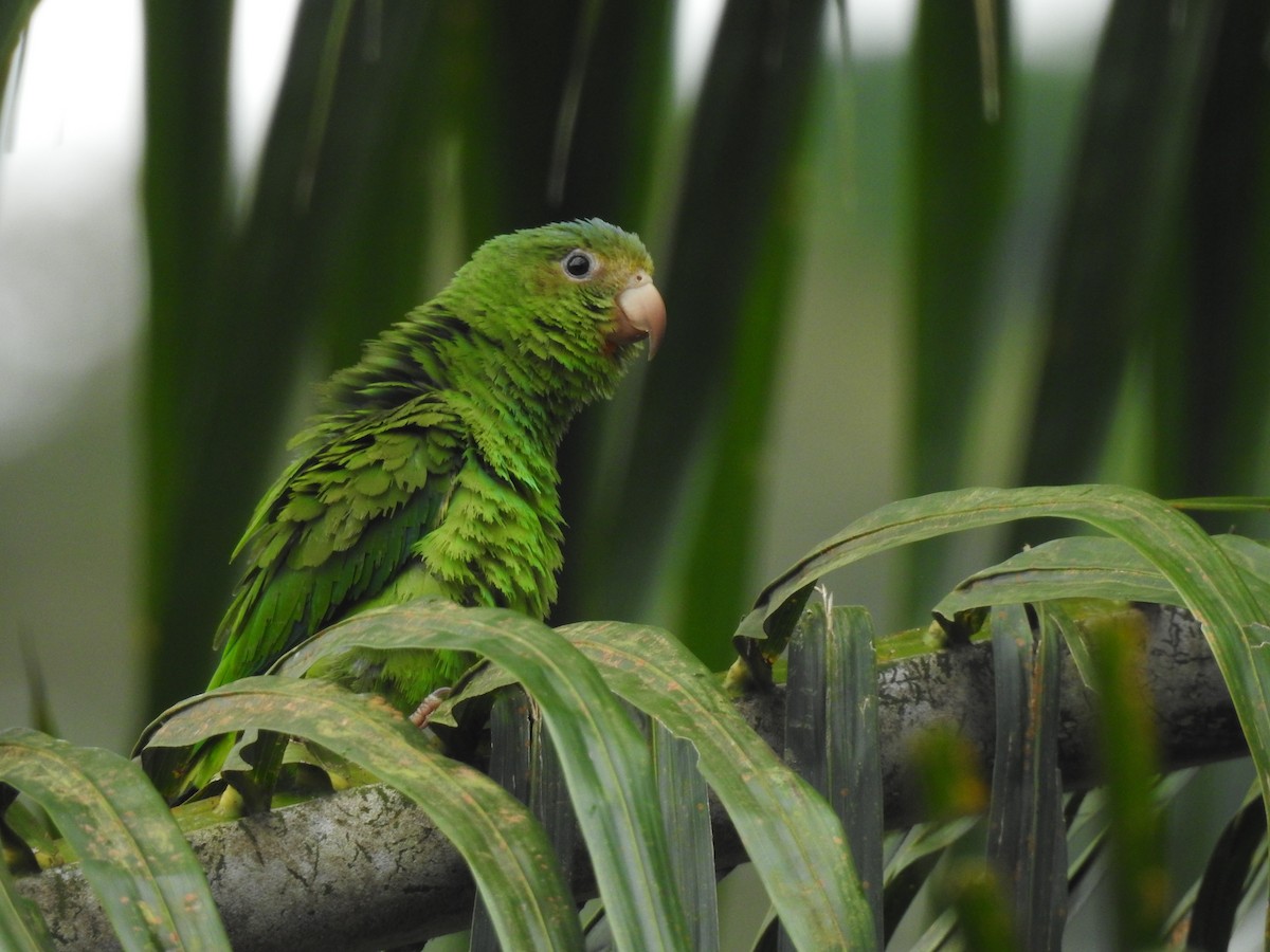 Cobalt-winged Parakeet - ML161149661