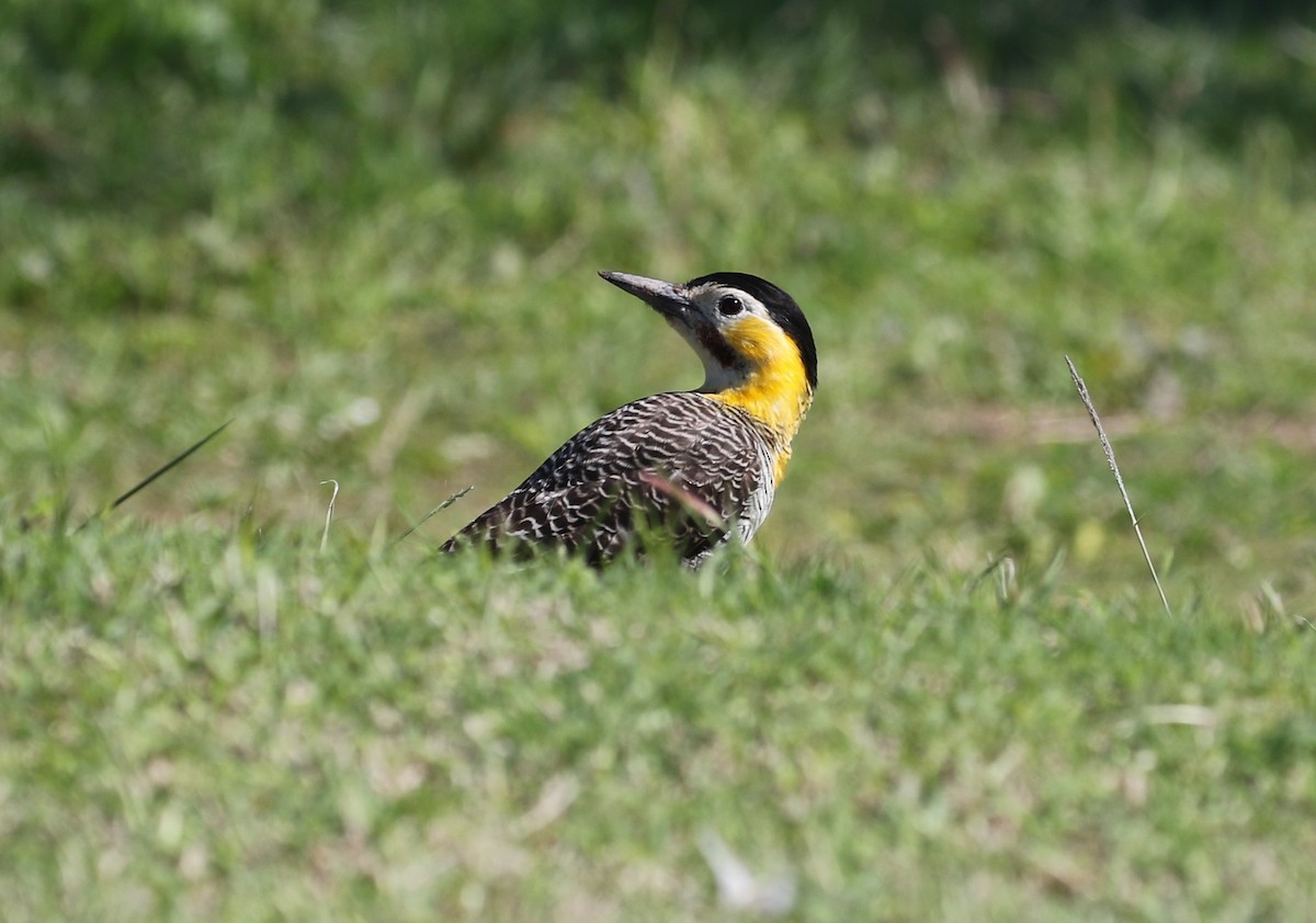 Campo Flicker - Carol Ortenzio