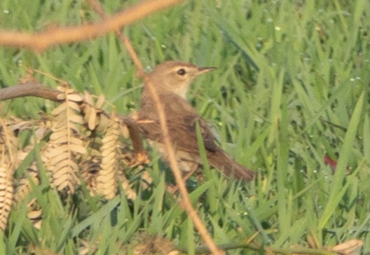 Booted Warbler - ML161151301