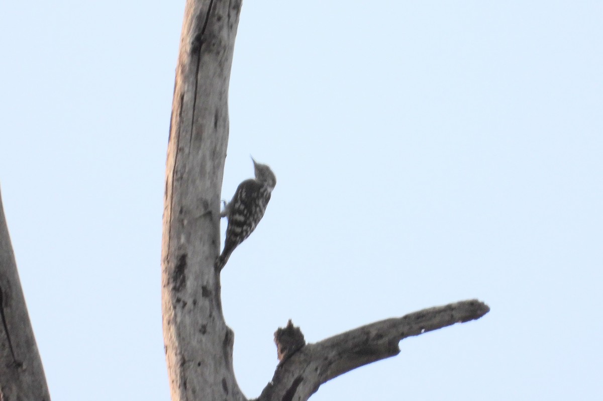 Brown-capped Pygmy Woodpecker - ML161152061