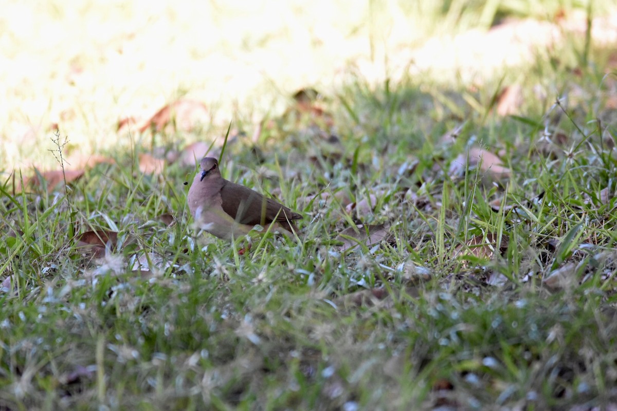 White-tipped Dove - ML161153571