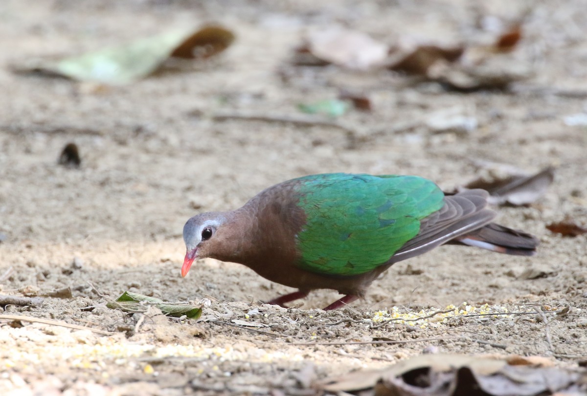 Asian Emerald Dove - Grant Brosie