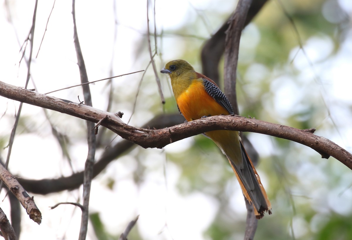 Orange-breasted Trogon - Grant Brosie