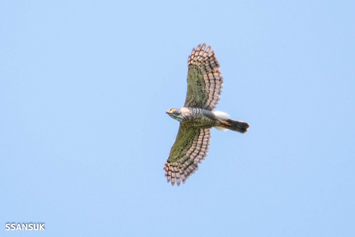 Crested Goshawk - Sakkarin Sansuk