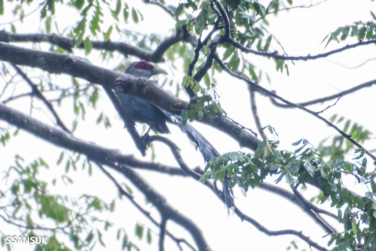 Green-billed Malkoha - ML161155901