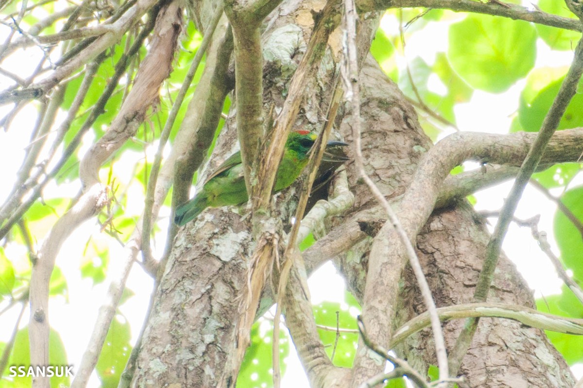 Red-throated Barbet - ML161156031