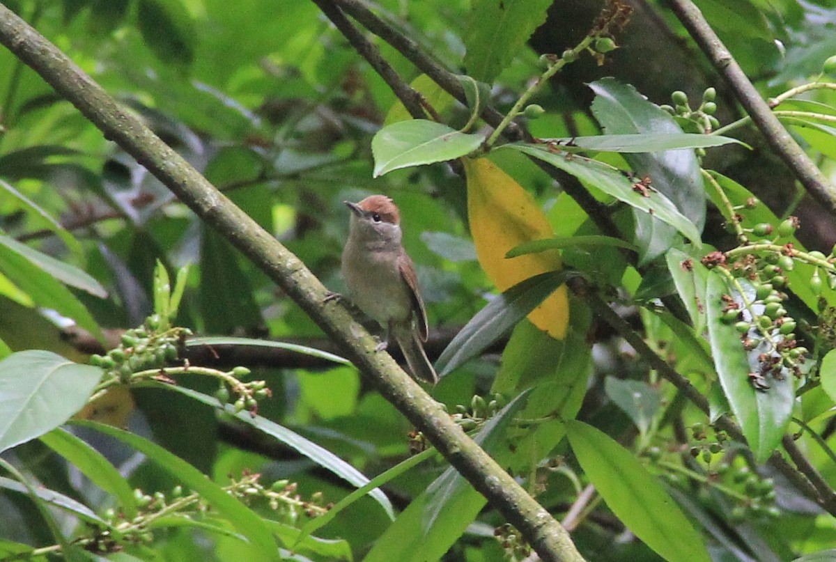 Eurasian Blackcap - ML161157331