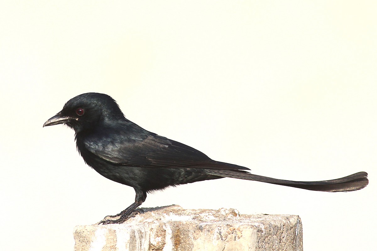 Kara Drongo - ML161158431