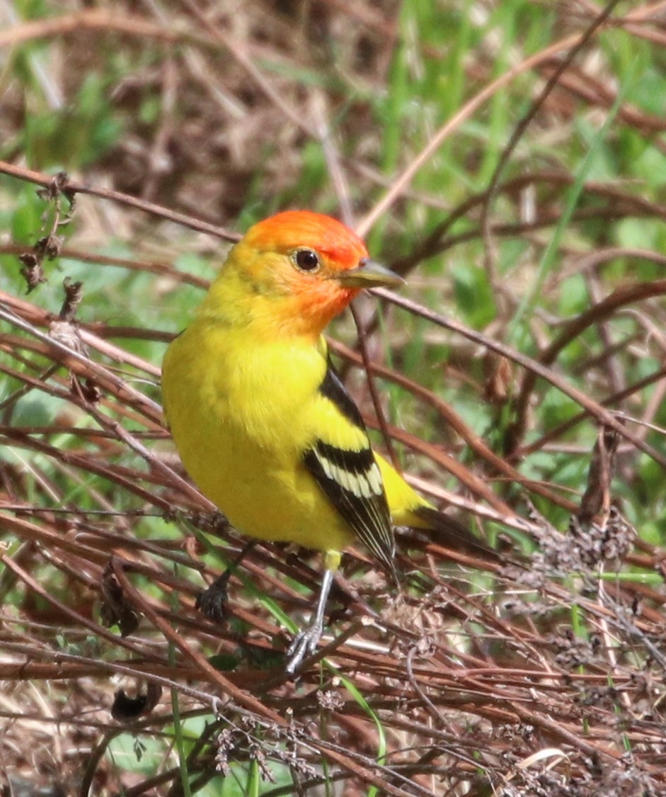 Western Tanager - ML161158521