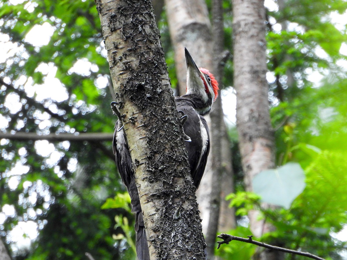 Pileated Woodpecker - ML161158671