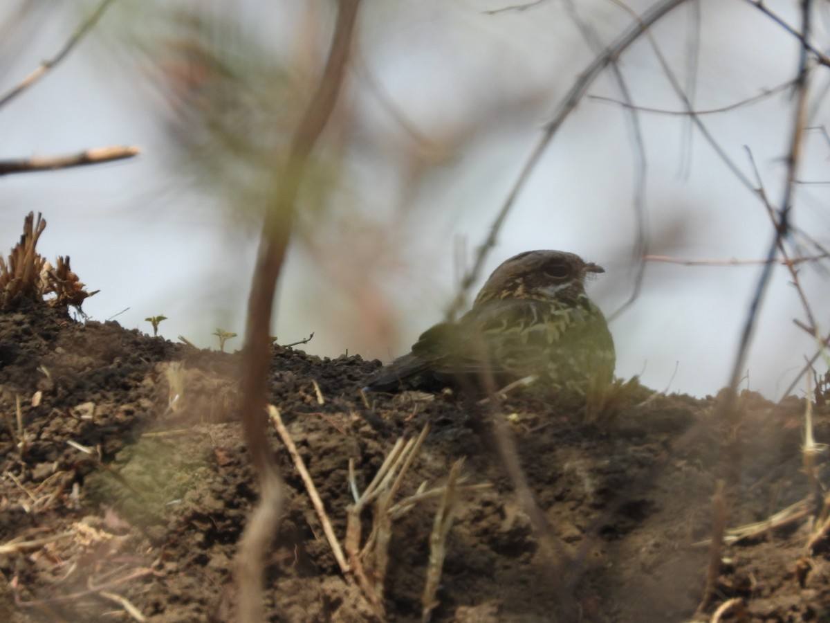 Indian Nightjar - ML161159641