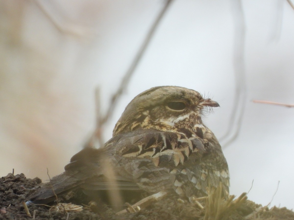 Indian Nightjar - ML161159651