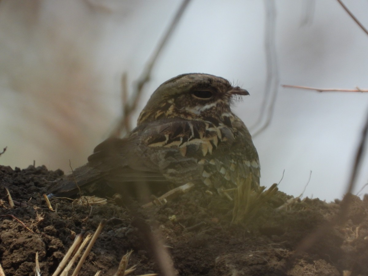 Indian Nightjar - ML161159671