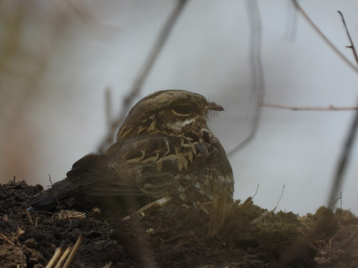 Indian Nightjar - ML161159681