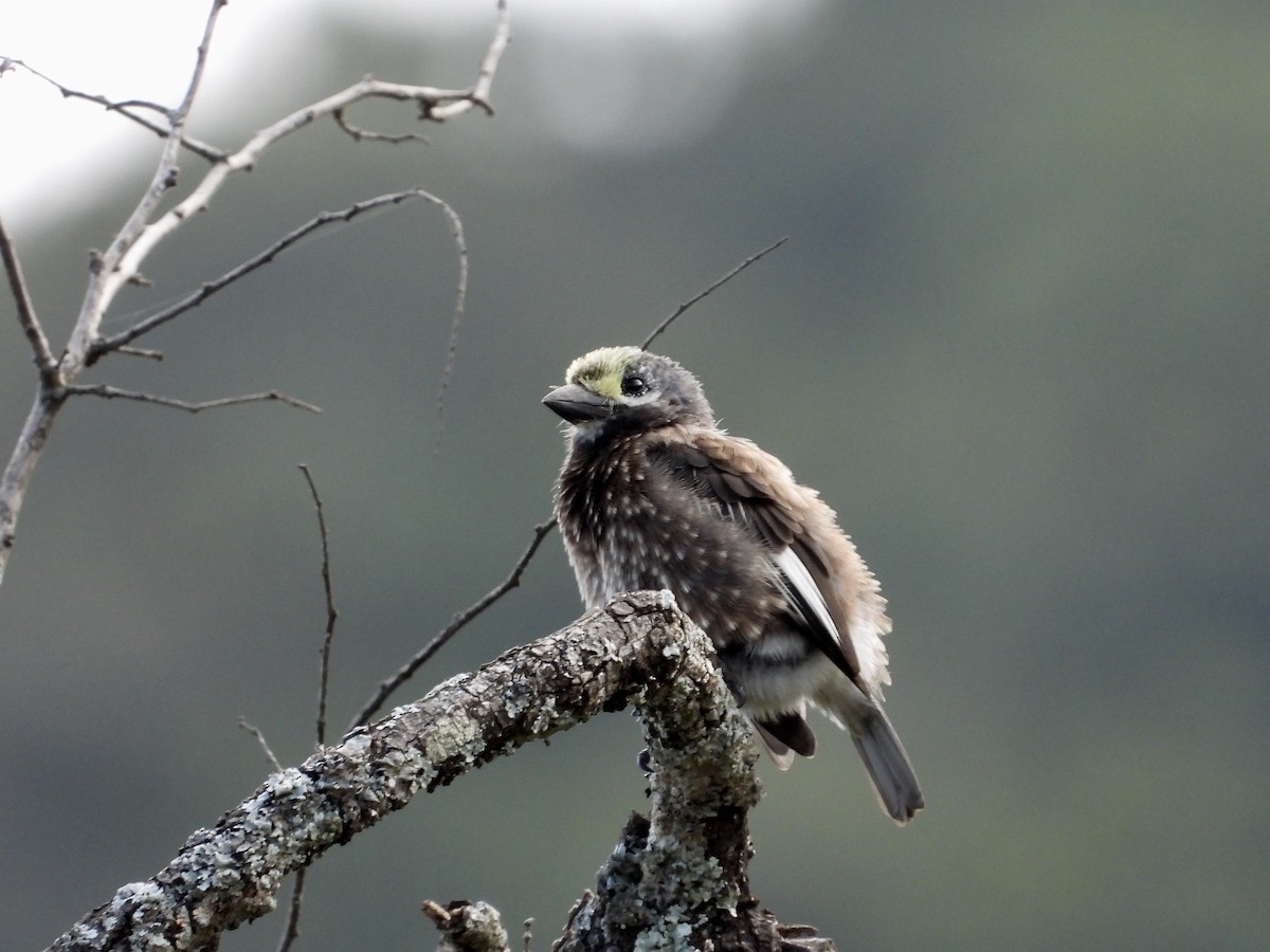 Whyte's Barbet - GARY DOUGLAS