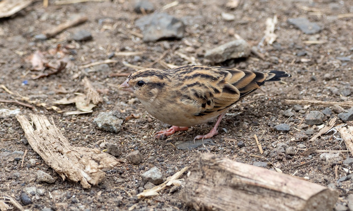 Viuda Senegalesa - ML161162121