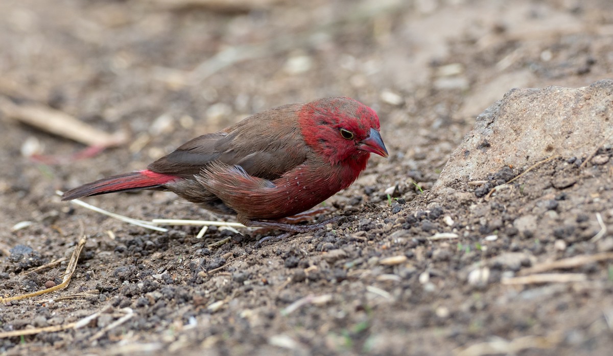 Red-billed Firefinch - Forest Botial-Jarvis