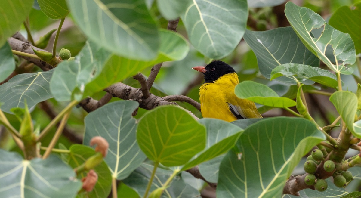 Ethiopian Black-headed Oriole - Forest Botial-Jarvis