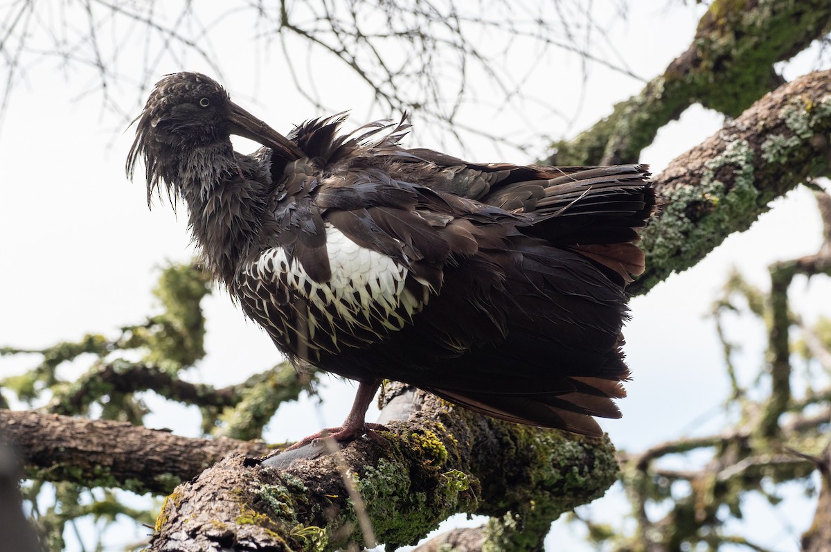 Wattled Ibis - ML161162481