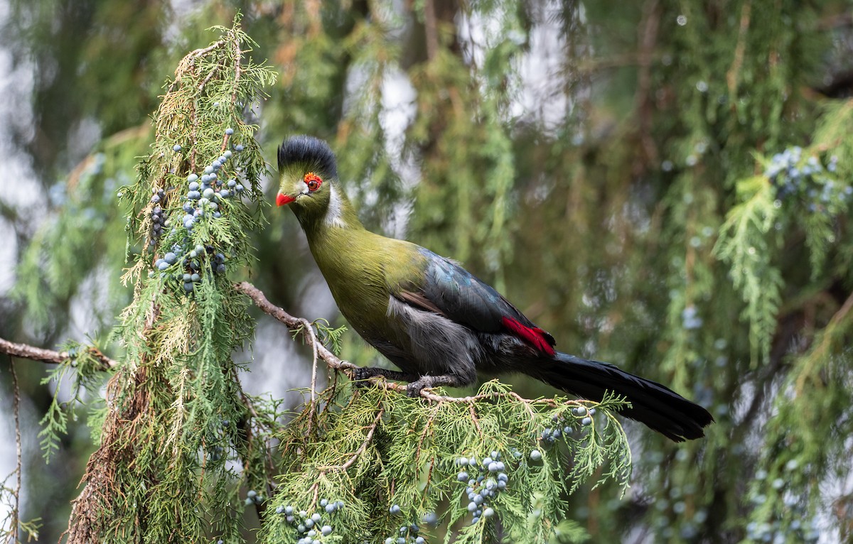 White-cheeked Turaco - Forest Botial-Jarvis