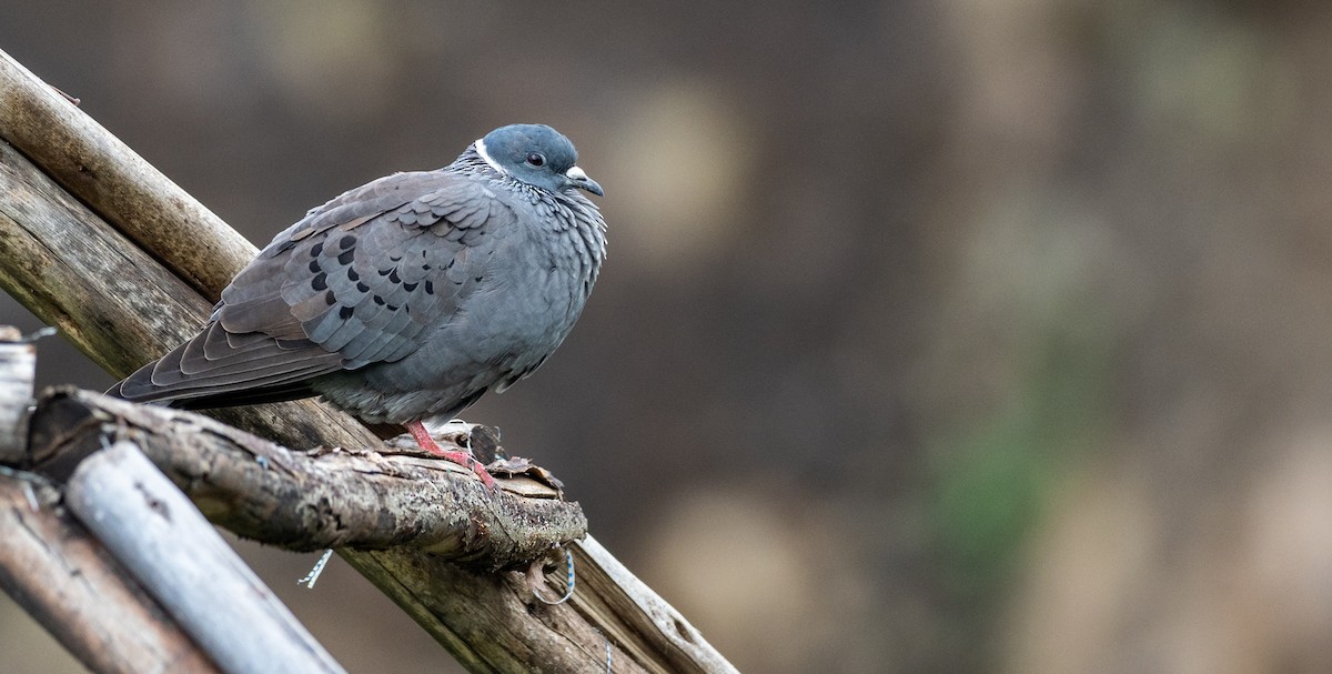 White-collared Pigeon - ML161162691