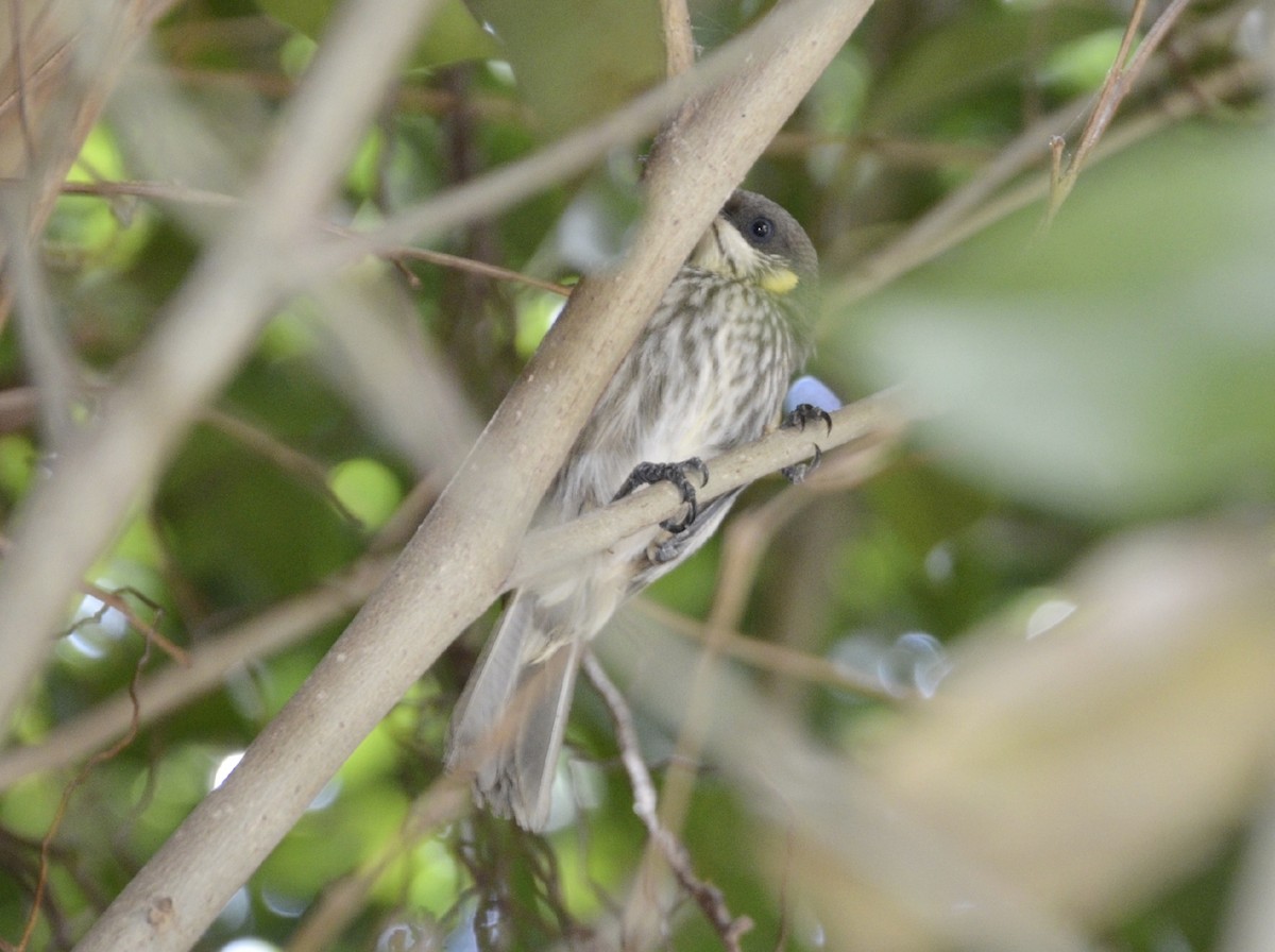 Streak-breasted Honeyeater - Jafet Potenzo Lopes