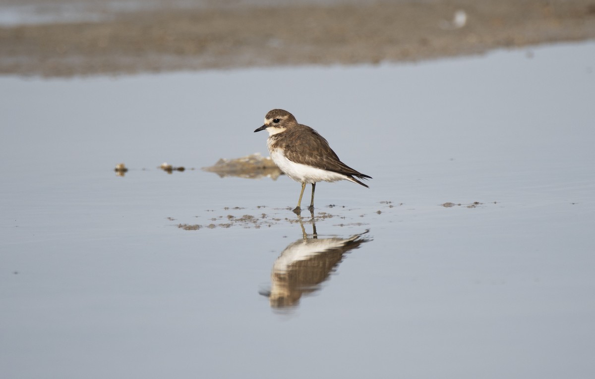 Double-banded Plover - ML161163041