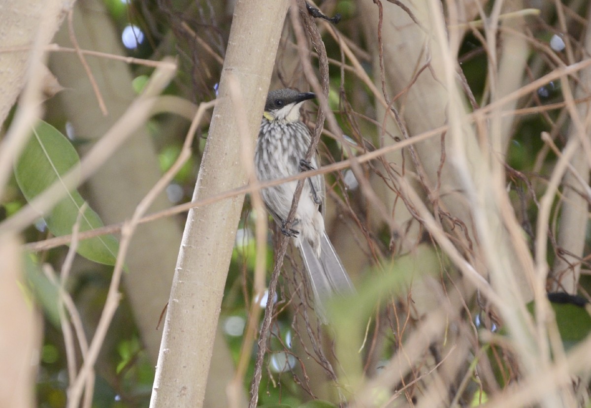 Streak-breasted Honeyeater - Jafet Potenzo Lopes