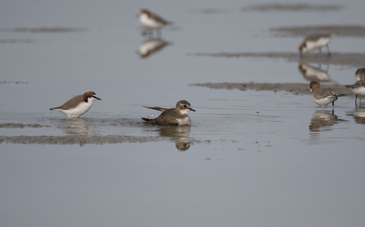 Double-banded Plover - ML161163181