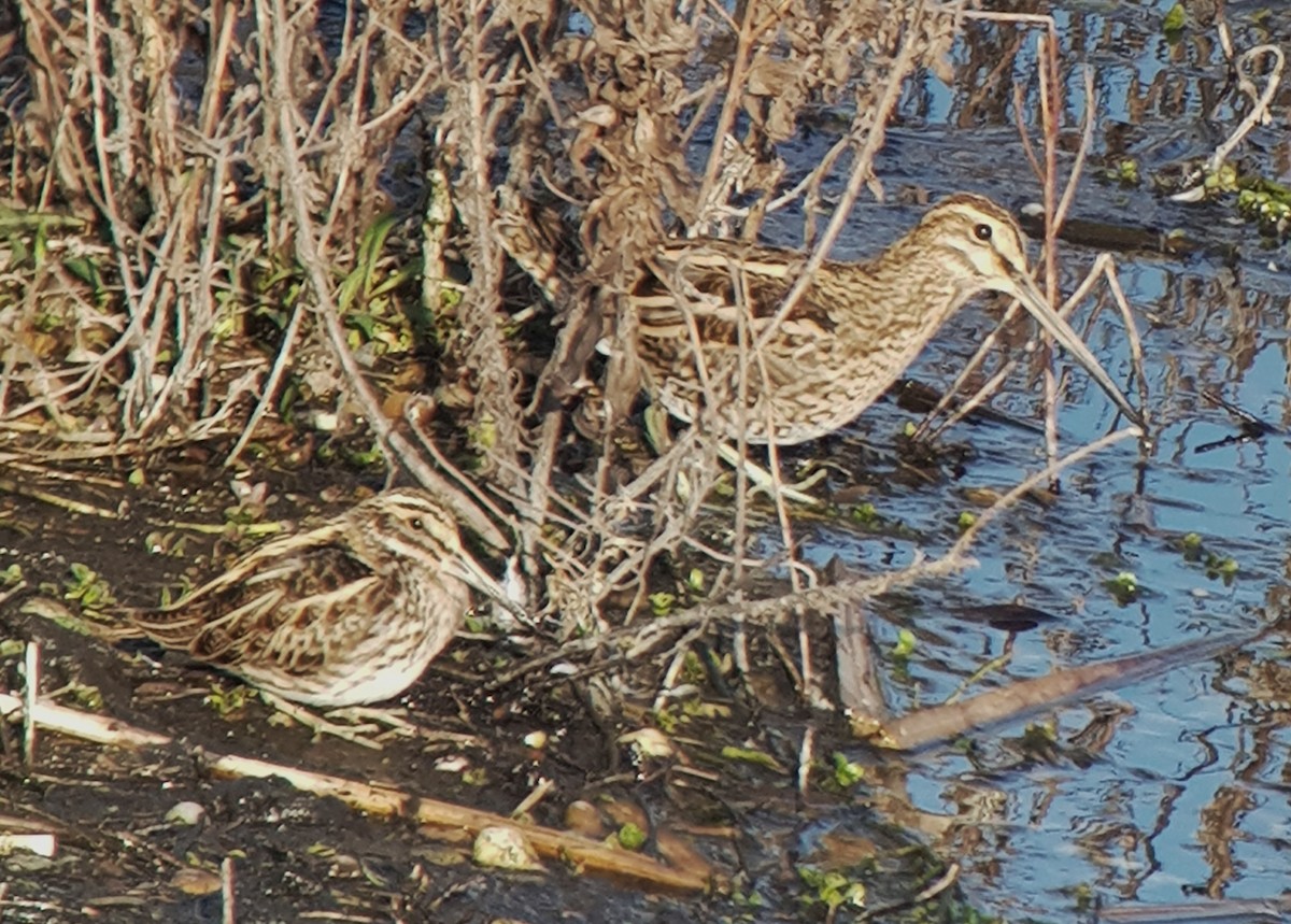 Jack Snipe - ML161164401