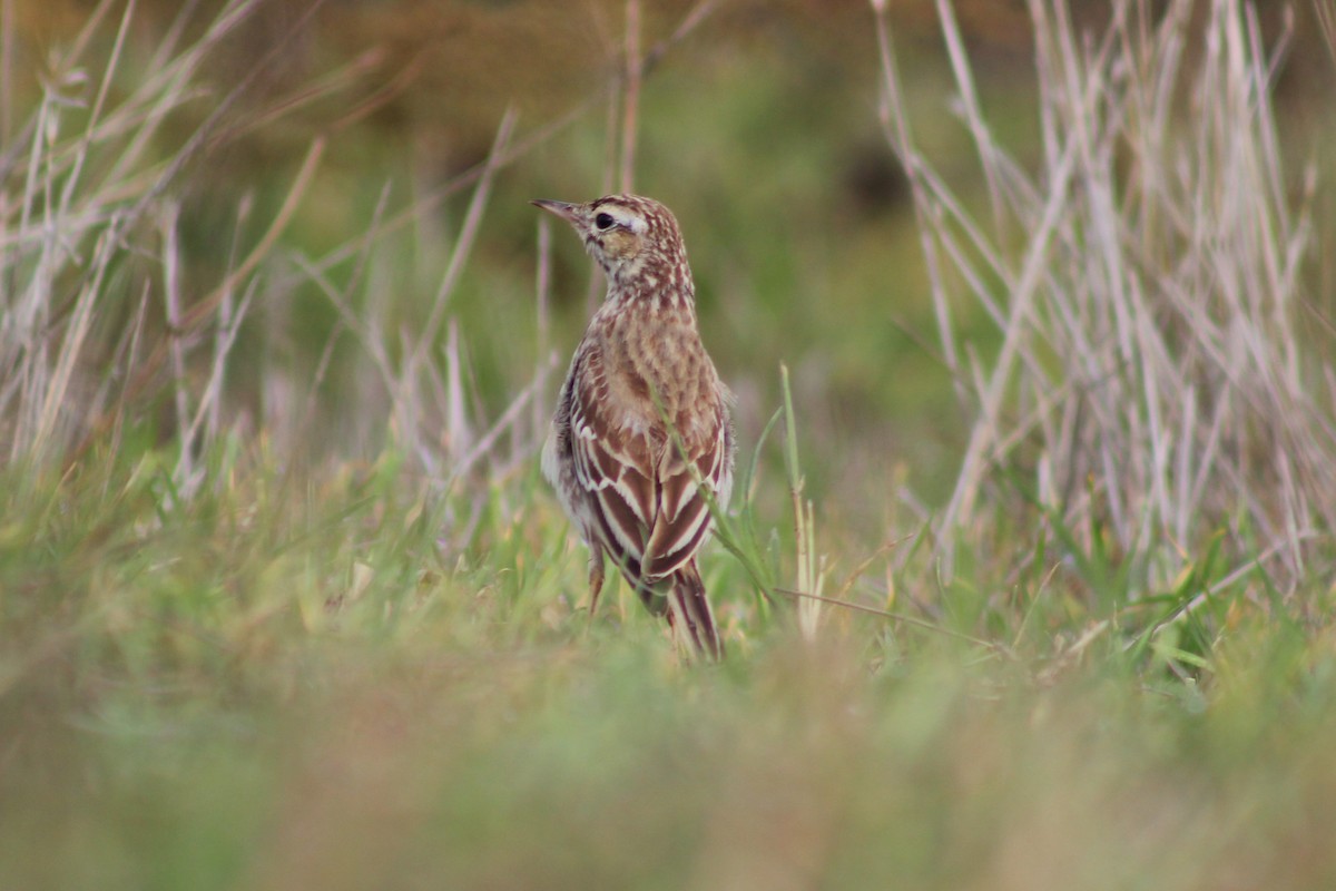 Richard's Pipit - Zulfu Farajli