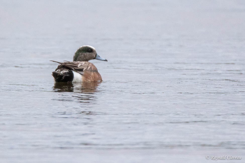 American Wigeon - ML161167021